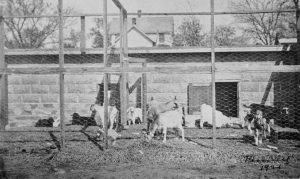The goats in a pen near the Brinkley Hospital